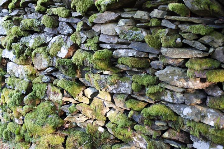 Old mossy rural dry-stone wall with green moss covered rocks in dappled sunlight viewed at an angle