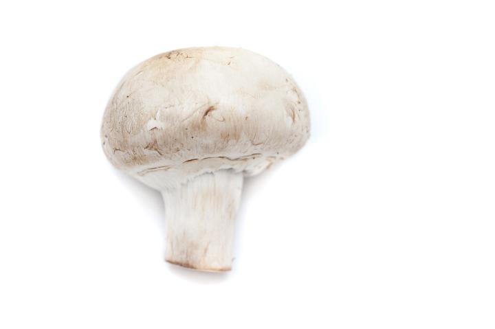 Close up Fresh White Mushroom or Toadstool Isolated on White Background, Emphasizing Copy Space.