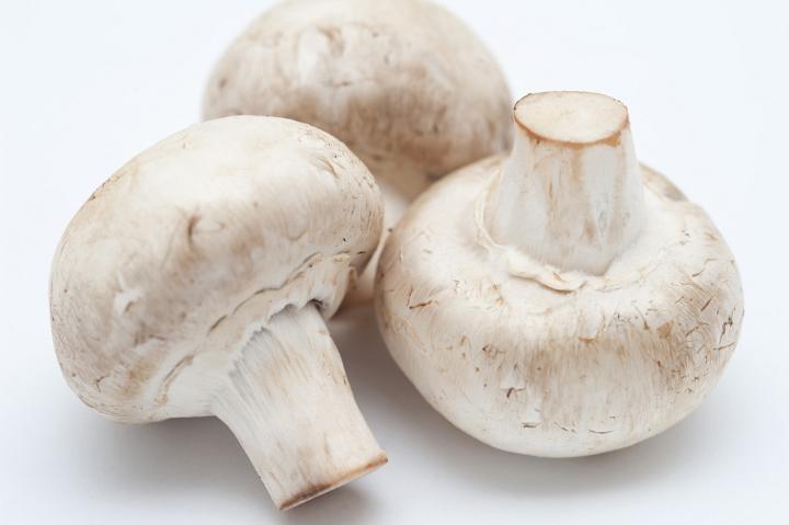 Close Up Still Life of Three White Mushrooms on White Background
