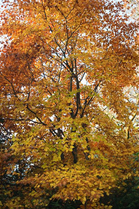 Colorful yellow autumn or fall foliage on woodland trees marking the changing of the seasons