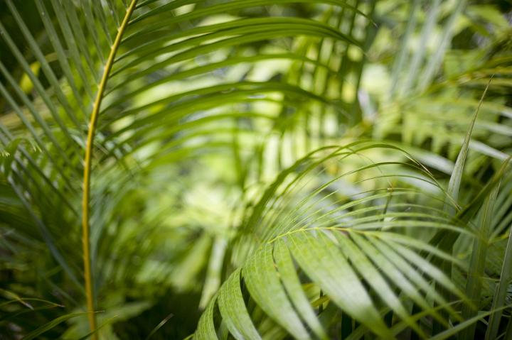 Greens fronds of a cane palm growing in a garden or tropical rainforest, close up full frame background view