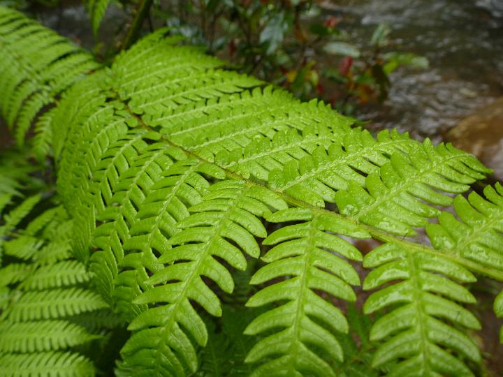 Close up detail of lush green fern fronds of the sword fern growing as an ornamental foliage plant in a garden
