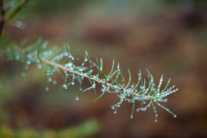 Fir needles covered in fresh sparkling dew drops on an early spring morning in a weather and beauty in nature concept
