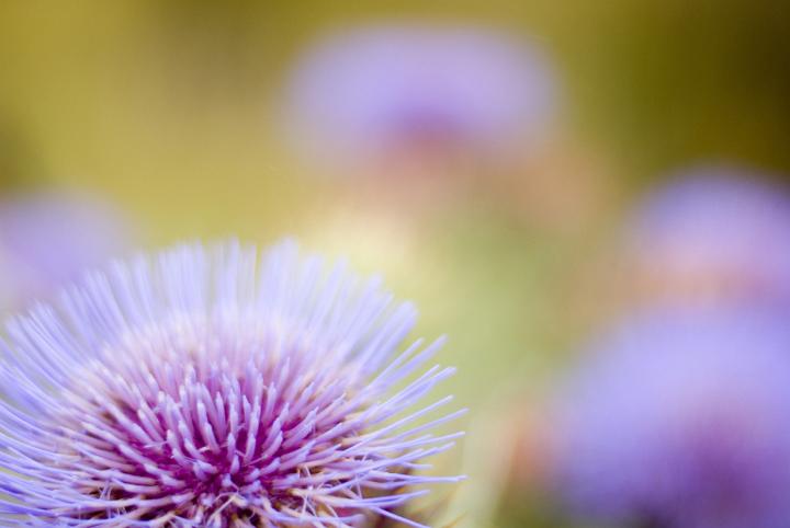 Nature Close Up of Wild Purple Flowering Thistle with Blurred Background