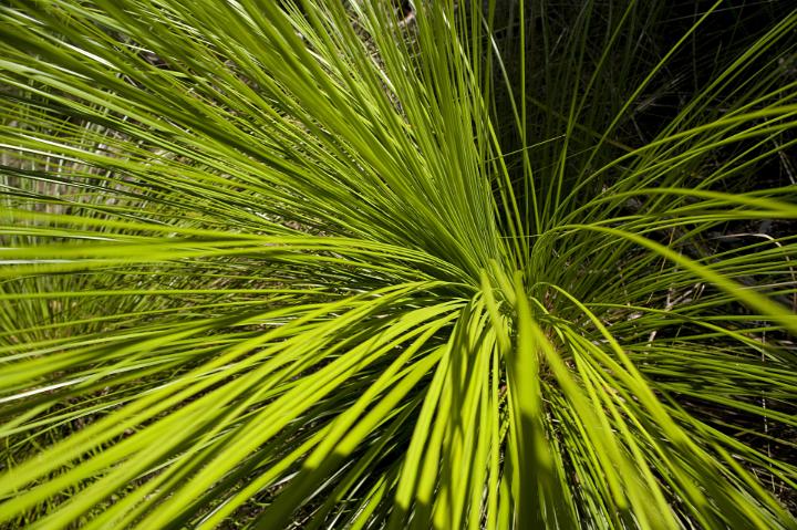 Nature Detail of Bright Green Grass Fronds Growing Outdoors in Sunlight