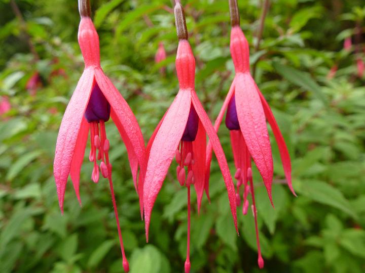 Three delicate pink and purple fuchsia flowers hanging in a row against the green foliage of the bush, close up view