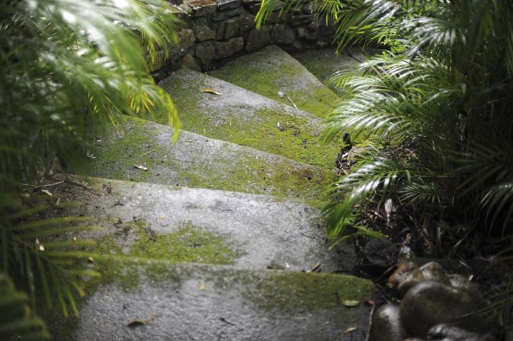 Set of winding mossy cement garden steps bordered with lush green plants, view looking down the treads