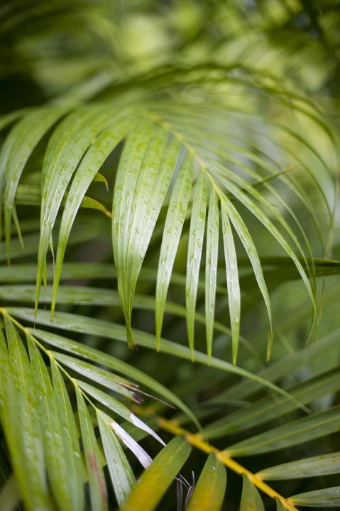 Green leaves of golden cane palm grown as ornamental plant in gardens or tropical and subtropical climates, close-up