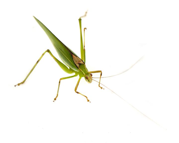 Single green grasshopper isolated on white background