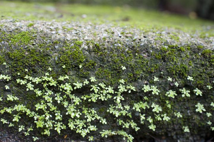 Nature Detail of Small Plants Growing on Side of Moss Covered Rock