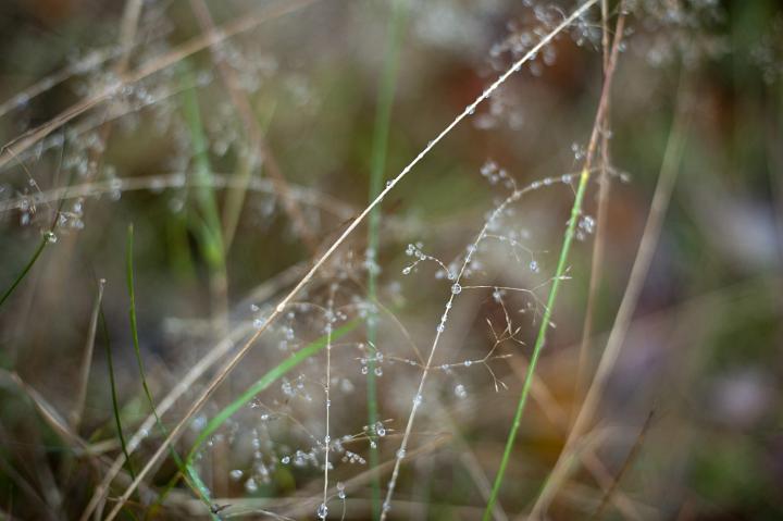 delicate moring dew drops on grasses growing in a meadow
