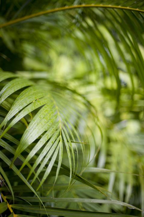 Fresh green cane palm frond cultivated for its foliage in many tropical gardens in a close up botanical background
