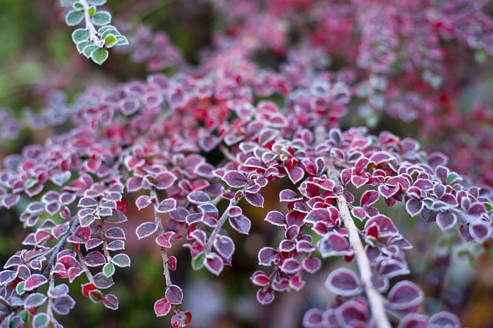 frost covered red leaves on a garden shrub in winter