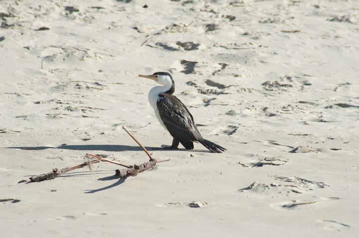 Alert solitary adult cormorant standing on a sandy beach in the sunshine, side view