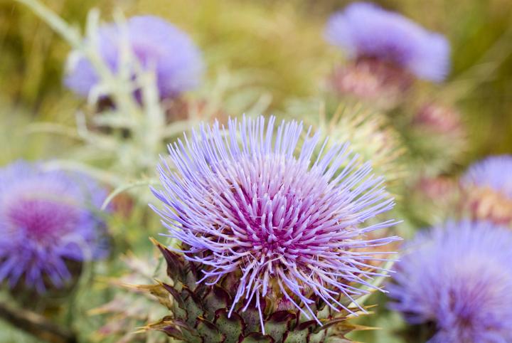 Flowering purple milk thistles growing outdoors in a meadow with close up focus to a single bloom in the foreground, symbolic of Scotland