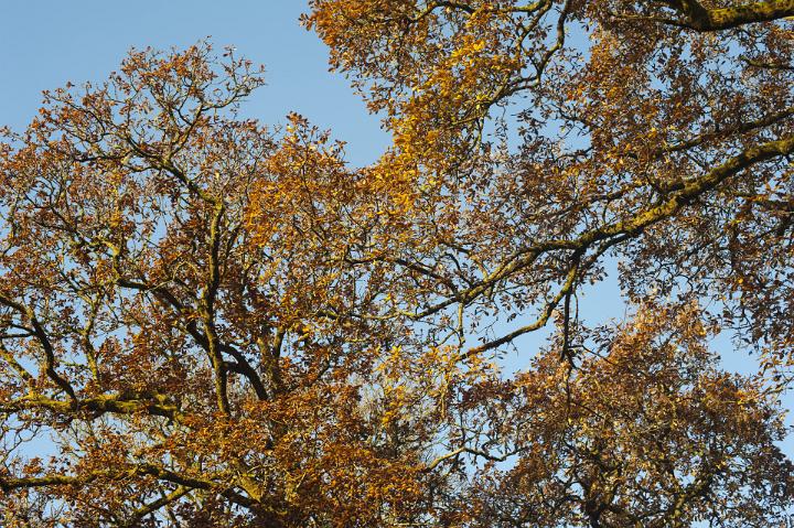Colorful yellow and orange foliage on autumn trees symbolising the changing seasons and life cycles of nature