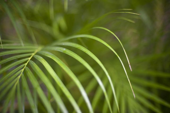 Nature Detail of Lush Green Tropical Fronds in Forest, Selective Focus on Fresh Plant Vegetation