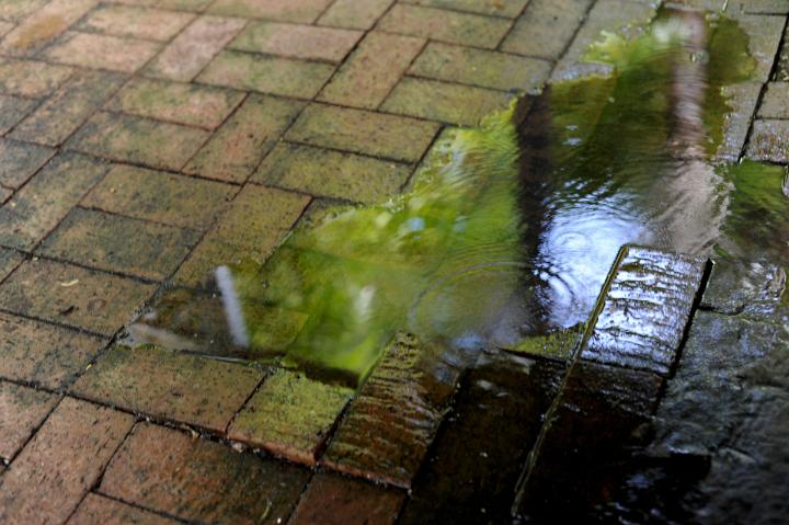 Green vegetation reflected in a puddle of rain water on brick paving outdoors in a garden