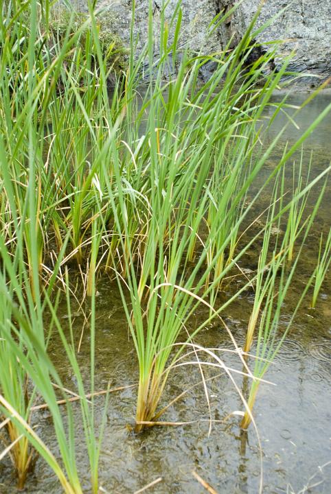Fresh green clumps of wetland grasses growing in a shallow pool of water in a botanical background