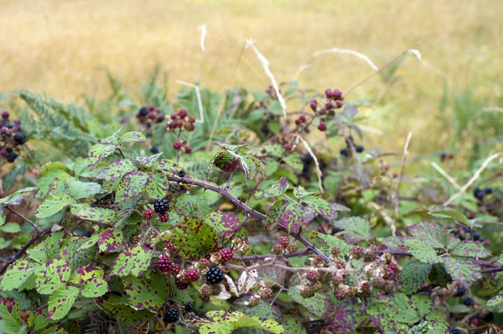 Wild Raspberry or Blackberry Bush Covered in Ripe Berries