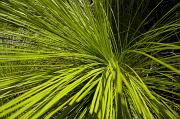 Free Image of Bright Green Grass Fronds | Freebie.Photography