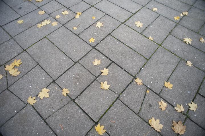 Yellow withered leaves fallen and spread on the gray pavement made of rectangular blocks in Autumn