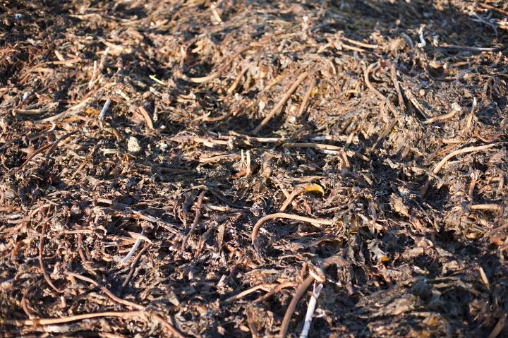 Dried kelp seaweed piled up on the seashore by the ocean tides used as an organic natural fertilizer