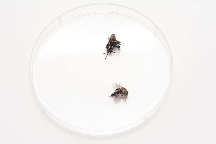 Two Dead Buzzing Insects Scientific Samples in Clean Petri Dish on White Background, Bees or Flies