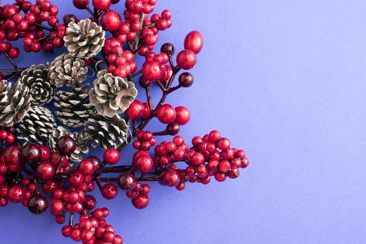 A decorative red berry christmas wreath and frosted pine cones isolated on a purple background with copy space.