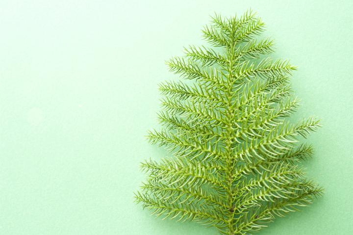 Fresh Christmas fern resembling an Xmas tree placed to the side on a green background with copy space for your seasonal greeting