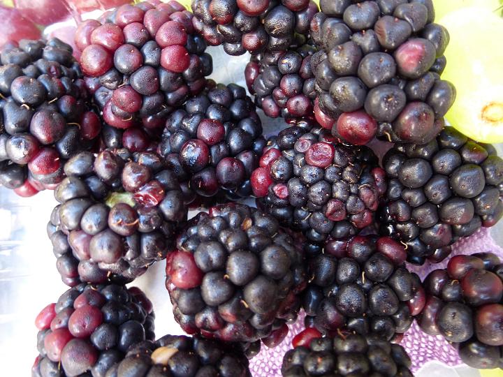 Background of fresh harvested ripe blackberries picked in the garden or hedgerow for a tasty snack or dessert
