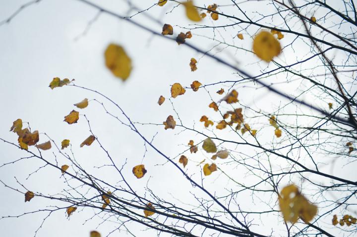 Few remaining colorful autumn leaves on a tree as fall passes into winter against a grey overcast sky
