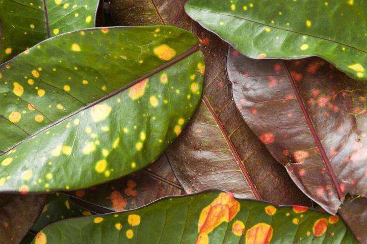 Colorful variegated leaves of the Croton plant with their natural green and yellow patterns, a popular garden plant for their ornamental leaves