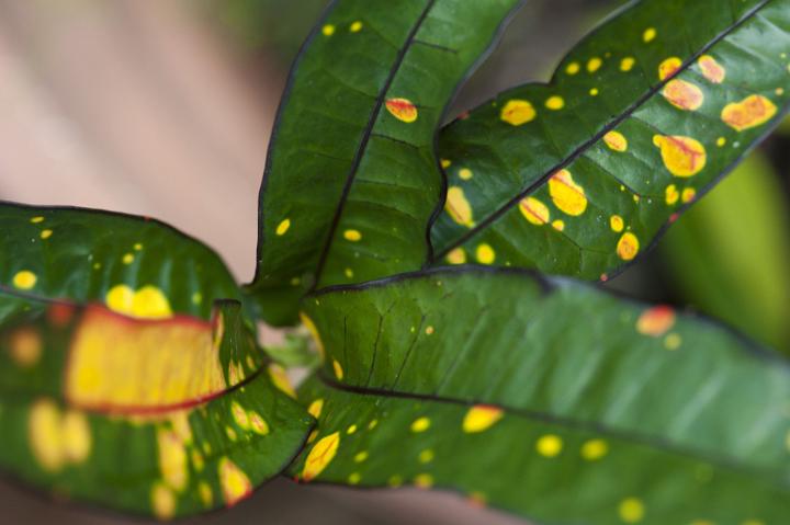 Pretty yellow and green variegated Croton leaf forming a natural abstract background pattern cultivated as an ornamental foliage plant for the garden and house