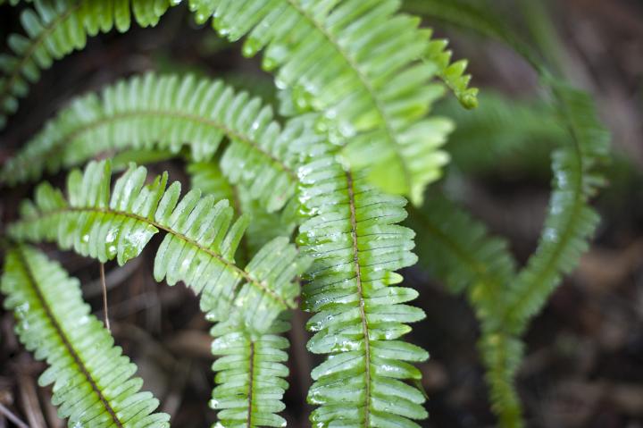 Fresh green leaves of the sword fern, a popular ornamental foliage plant grown in gardens