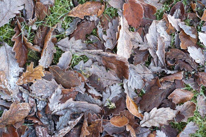 Frosty dead brown leaves lying on the ground in winter covered in a coating of hoar or rime with fine ice crystals