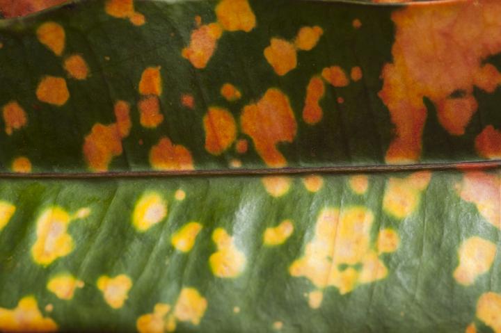 Detail of an ornamental variegated yellow and green pattern on a Croton leaf, full frame background