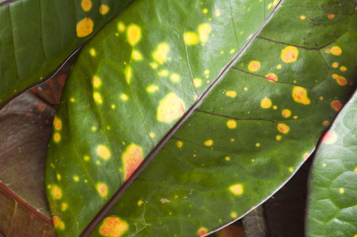 Leaf detail showing pattern in nature with the variegated random scattering of yellow and orange spots on the green leaf of a Croton plant