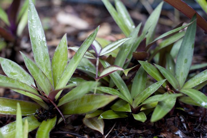 Close of Up Moses in the Cradle or Tradescantia Spathacea Herb Plants Growing in Garden