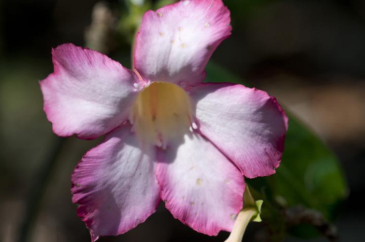 Delicate pink flower with five petals, in the sunlight, outdoors close up