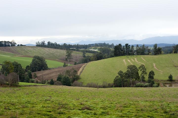 Rolling lush green fields in a pastoral landscape with scattered trees and a mountain range in the distance