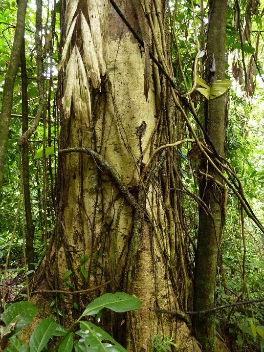 Close Up of Fig Tree Trunk Covered with Aerial Roots or Vines in Lush Forest