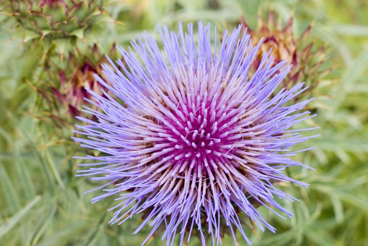 Lilac round milk thistle flower head grown surrounded by green vegetation in summer, close-up