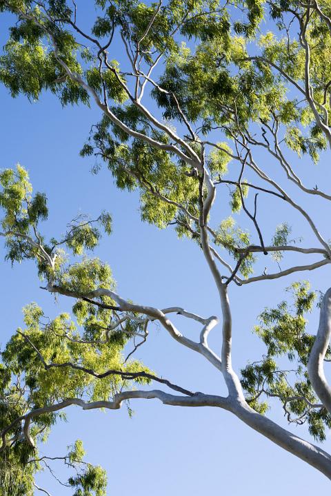 Branches of a tree with fresh green spring or summer leaves against a blue sky viewed from below on a sunny day